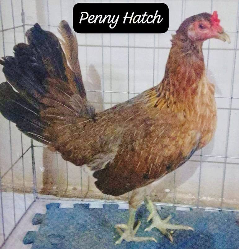 Penny Hatch II